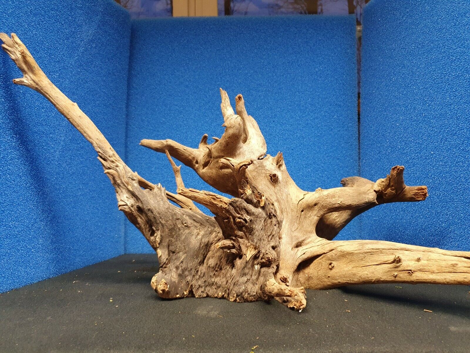 Mangroven Corbo Wurzel 15-19cm Aquarium, Terrarium, Deko, echte Wurzel