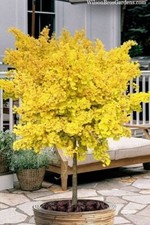 Ginkgo biloba 'Maidenhair Standart Single Stem Tree  in 26 Cm   Pot 