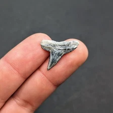Unique! Lemon Shark Tooth From Bone Valley Florida With Exceptional Patterns