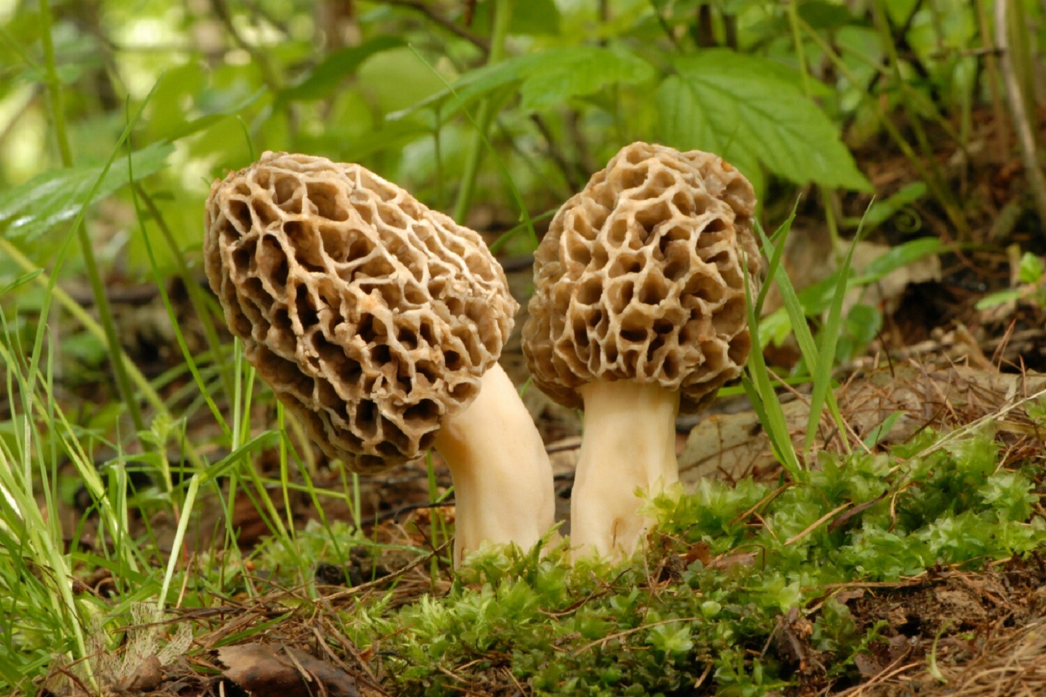 Seeds Mushroom Morel Conical Mycelium Spawn Grow Kit Dried Spores