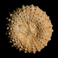34MM Detailed Fossil Tetragramma Marticense Sea Urchin Echinoid Cretaceous