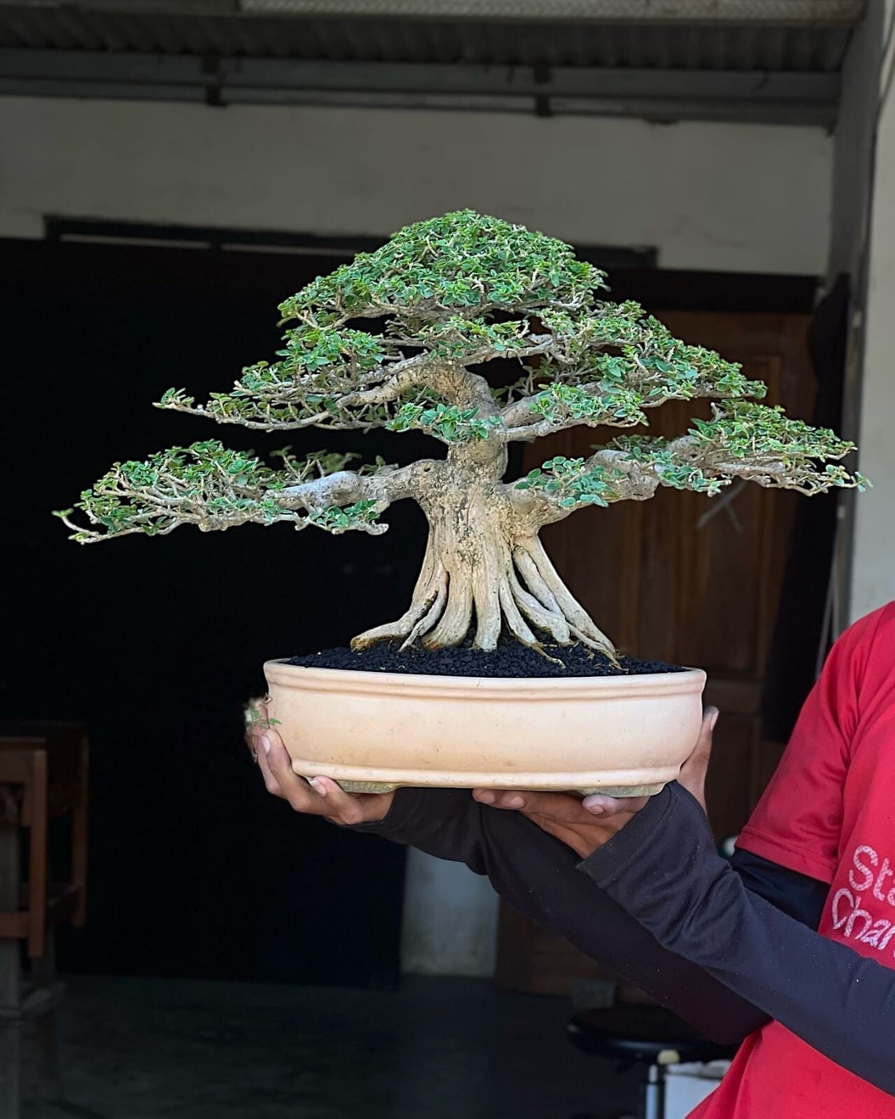 Premna Microphylla Bonsai Tree Aged Specimen for Bonsai Contests