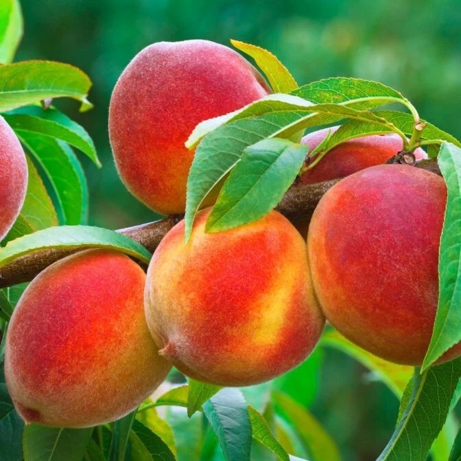 Organic Peach Tree | 6-24 inch | variety: Contender | Brand: Mother Nature - Image 4 of 4