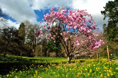 Magnolia Tree Batsford Arboretum Cotswolds UK Photograph Picture Poster Print