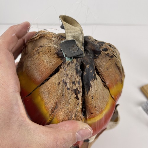 Decoración de barra Tiki vintage tallada a mano pintada cabeza de coco cara arte popular ojos concha - Imagen 14 de 14