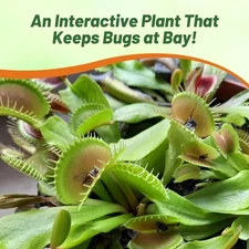10 Seeds Venus Flytrap Seeds For Planting - Dionaea Muscipula 