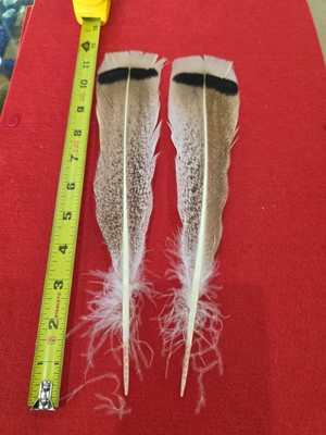 Z2 Pair Sweetgrass Turkey Tail Feather