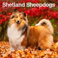 Shetland Sheepdogs | 2026 12x24" (Hanging) Square Wall Calendar | Plastic-Free
