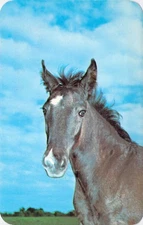 1968 MI Berrien Center Horse Foal vintage Penrod Studio Postcard N75