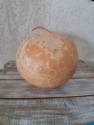 Dried Bushel Gourd   34  Around   Thick,  for Carving, Lamps, Halloween