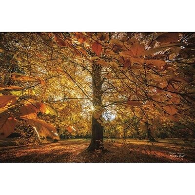 MPP263 Framed or Plaque By Martin Podt Autumn Leaves Art Print