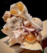 Shell Sculpture Uniquely Embellished Coastal Décor 10.5"x10"Newly Handcrafted