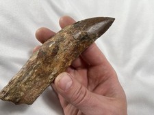 Carcharodontosaurus Rooted Tooth 5