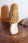 Carved Yellow Morel Mushroom from a Shed Whitetail Moose  Antler Point — photo 2