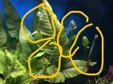 Java Asian Water Fern- live aquarium plant-aquascape - freshwater-three buds