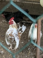 10+ VERY TINY Serama Fertile Eggs-Smooth,silkied feather & Frizzle