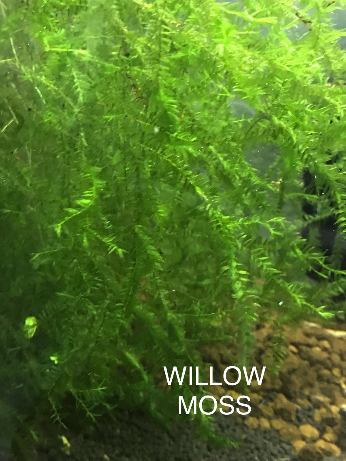 Mousse aquarium décorative pour paysage d'aquascaping en eau douce - 3