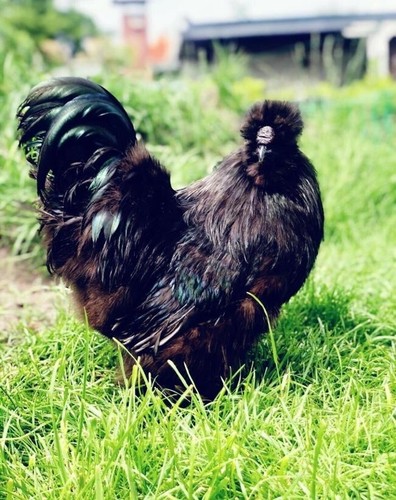 10 Bruteier Seidenhühner groß Seidenhühner Huhn - Bild 12 von 15