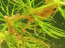 FRENZY Ultimate Live Food Mix! Infusoria + daphnia + moina + blackworm