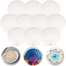 10PCS Scallop Shells for Crafts 4''-5'' Natural White Large Shells Decoration fo