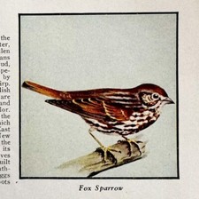 Fox Sparrow Bird Print 1931 Blue Book Birds Of America Animals Art PCBG21B