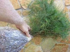 Qty-16 GreenSpace Planning White Pine 12 inch tall transplant  seedlings 