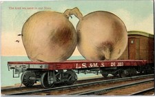 Exaggeration, Onions on Flat Bed Train Car The Kind We Raise c1914 Postcard F45