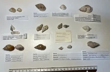 Nassaria shells.   11 different species. 20 shells. Great Shape