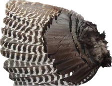 1 - Right Wing Grade #1 Adult Wild Turkey  Secondary Wing Prayer Fan