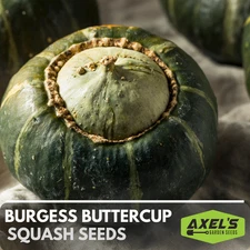 Burgess Buttercup Winter Squash Heirloom Non-GMO Seeds