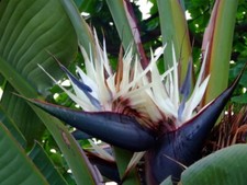 GIANT WHITE Bird of Paradise Strelitzia Nicholai ROOTED PLANT 10-12 Inches Tall