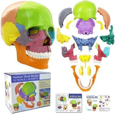 22-Part Human Skull Model with Painted Sutures, 54 Pieces