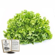 500 Graines - Laitue Feuille de Chêne Salad Bowl Vert - Semences Paysannes - BIO