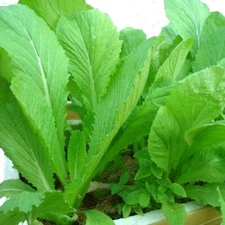 2,000 seeds Vegetable chinese Mustard Green ,Gai Choy seeds,cai be xanh