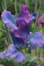 50+ Blue Shift Sweet Pea Seeds for Garden Planting - USA - FREE SHIPPING!