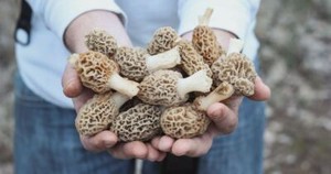 Morel Mushroom Spores in Sawdust Bag Garden Grow Kit Makes 5 gal FREE SHIPPING