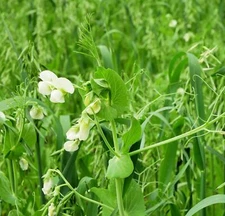 Peas and Oats Cover Crop Seeds - Fast Growing, Use in Spring or Fall