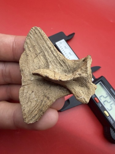 RARE FOSSILIZED FISH TAIL - FISH HYPURAL - OLIGOCENE SOUTH CAROLINA