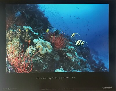 WYLAND Undersea Garden Fiji Nature Photography Art Poster coral reef fish photo