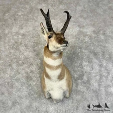 #31333 EL | American Pronghorn Antelope Taxidermy Shoulder Mount For Sale