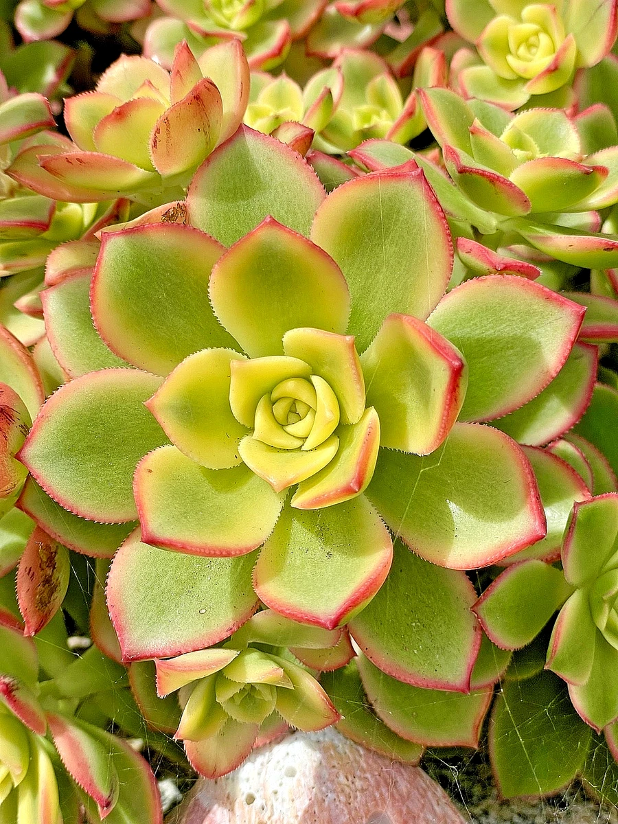 莲花掌杂色cactis 、多肉植物| eBay