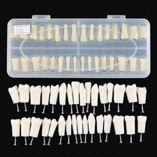 Dental Typodont Teeth Replacement Set of 32 Teeth Kilgore Nissin 200 Fits Screws