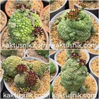 Pseudolithos migiurtinus  10seeds  harvest 2025
