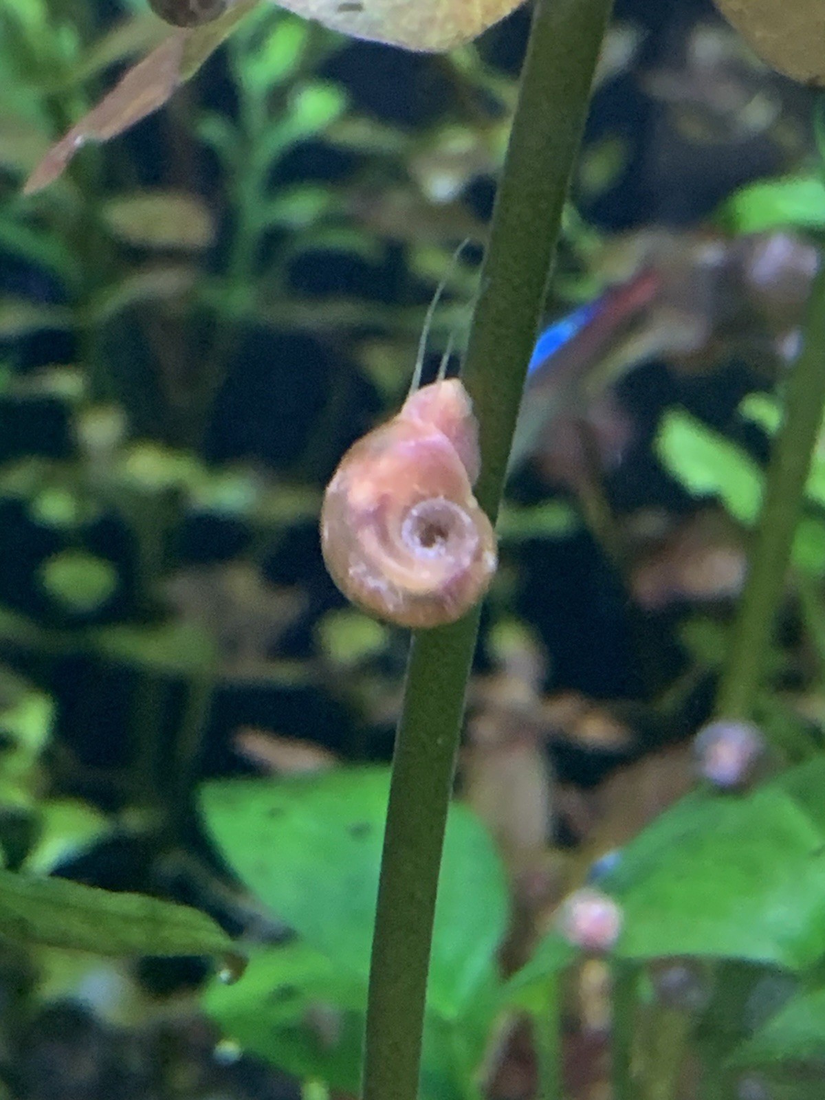 20 + 5 FREE Live Aquarium & Pond Snails Freshwater ( RAMSHORN ) Plus Stems Plant