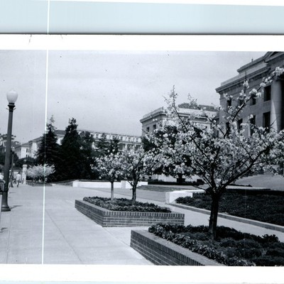 1958 UC Berkeley, CA Sproul Hall Wheeler Campus Blooming Blossom Tree 5'' Photo