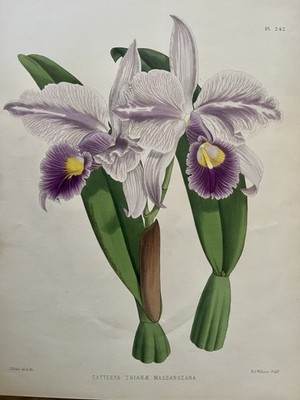 1887 Orchid Lithograph hand color John Nugent Fitch Cattleya Trianae Massangeana