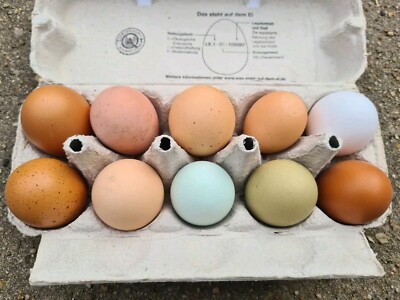 10 Welsumer, Buntleger, Easter Egger,  Grünleger, Olivleger  Bruteier