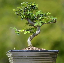 IMPORTED FUKIEN TEA  BONSAI TREE  6YR OLD