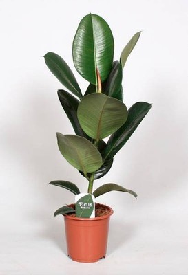 Ficus Elastica Robusta   Gummibaum   Zimmerpflanze   Ø17cm   65cm hoch