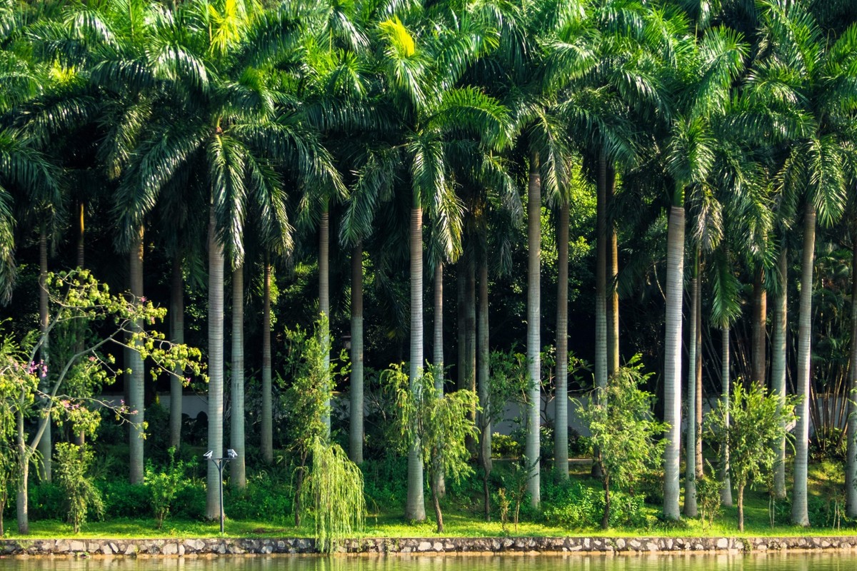 10 Florida ROYAL PALM Roystonea Regia Tree Houseplant Seeds | eBay
